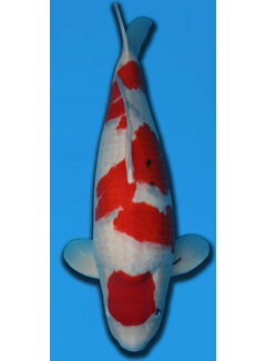 Sanke TAMAURA SANKE 75CM YONSAI verkocht