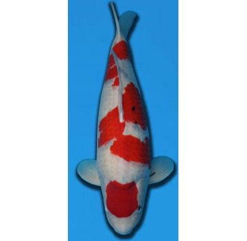 Sanke TAMAURA SANKE 75CM YONSAI verkocht