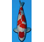 TAMAURA SANKE 75CM YONSAI verkocht