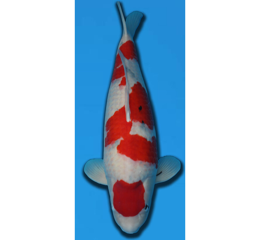 TAMAURA SANKE 75CM YONSAI verkocht