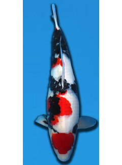 Showa SHOWA TAKIGAWA 60CM SANSAI verkocht