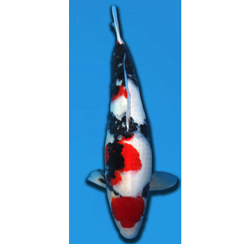 Showa SHOWA TAKIGAWA 60CM SANSAI verkocht