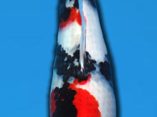 Showa SHOWA TAKIGAWA 60CM SANSAI verkocht
