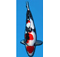 SHOWA TAKIGAWA 60CM SANSAI verkocht