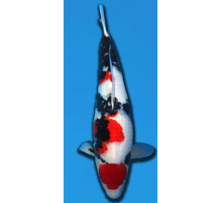 SHOWA TAKIGAWA 60CM SANSAI verkocht