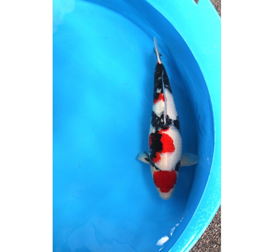 SHOWA TAKIGAWA 60CM SANSAI