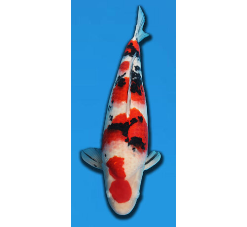 Sanke TAKIGAWA SANKE 64CM SANSAI