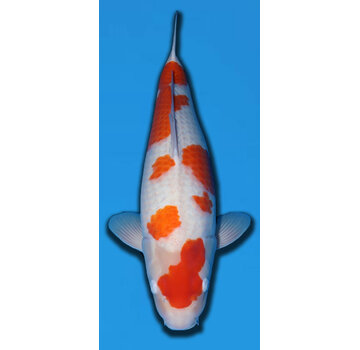 Matsue 63cm Azukari Tategoi