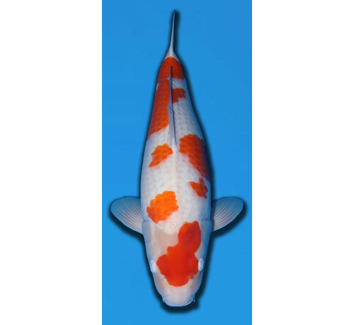 Matsue 63cm Azukari Tategoi