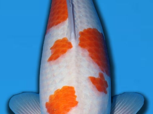 Matsue 63cm  Azukari Tategoi