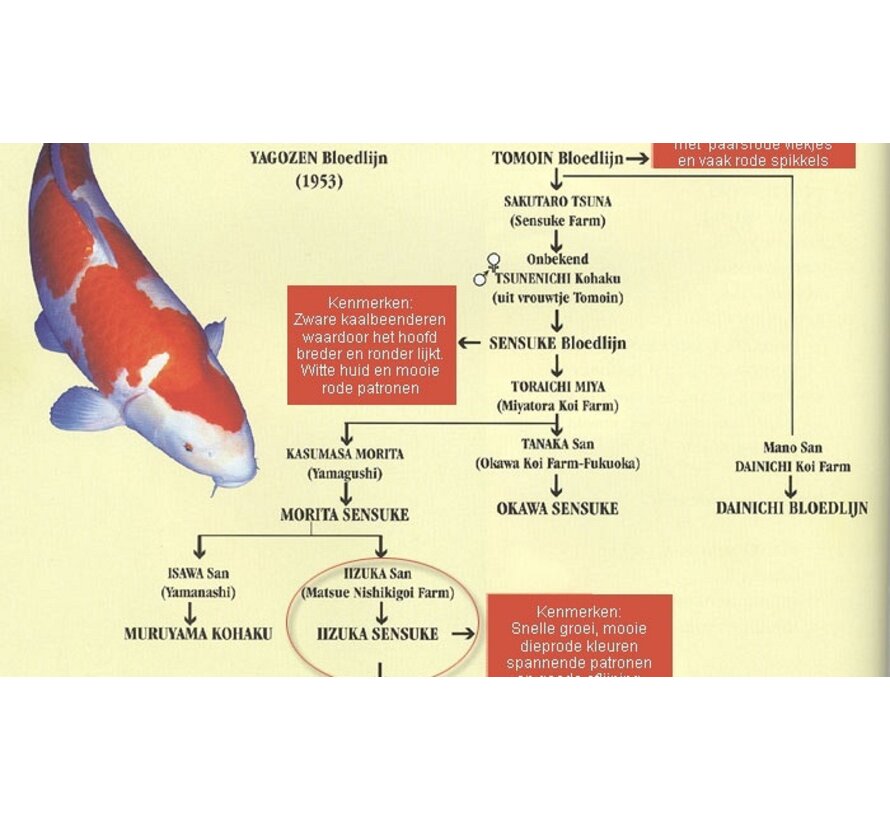 Matsue 63cm Azukari Tategoi