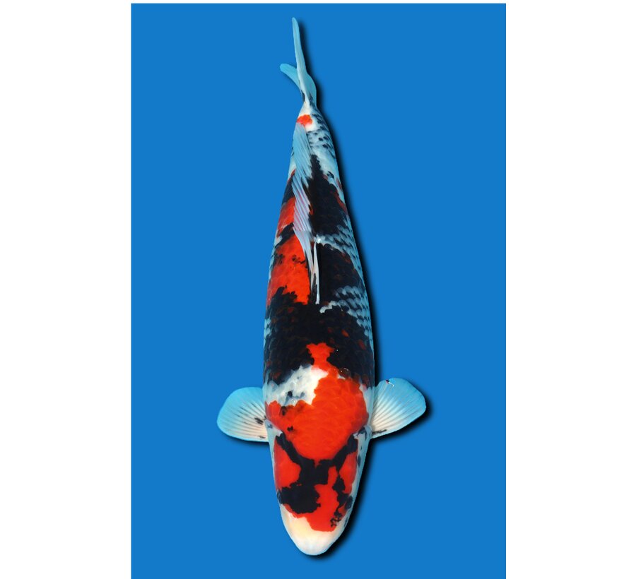 Showa Takigawa 59cm verkocht