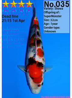 Dainichi Showa Jumbo Tosai  32cm Super Monster