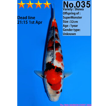 Dainichi Showa Jumbo Tosai  32cm Super Monster