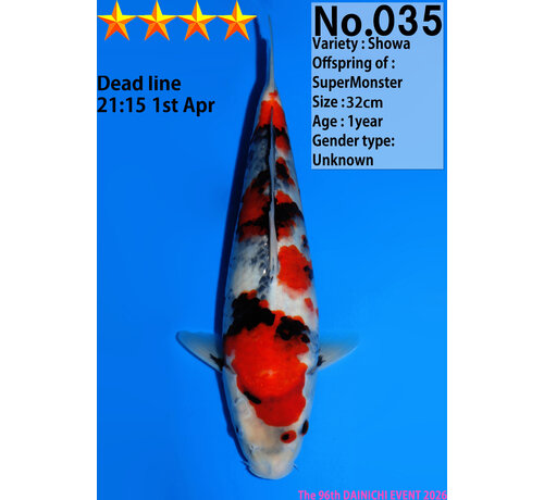 GERESERVEERD Dainichi Showa Jumbo Tosai  32cm Super Monster