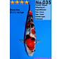 GERESERVEERD Dainichi Showa Jumbo Tosai  32cm Super Monster