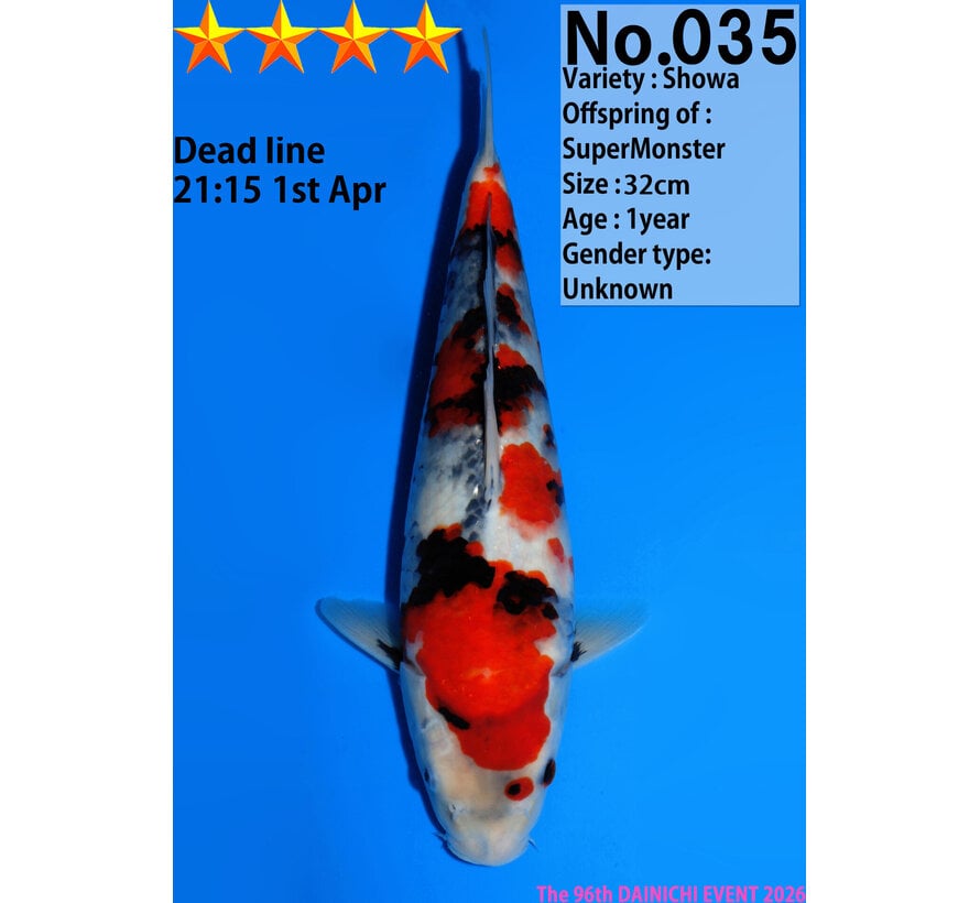 Dainichi Showa Jumbo Tosai  32cm Super Monster