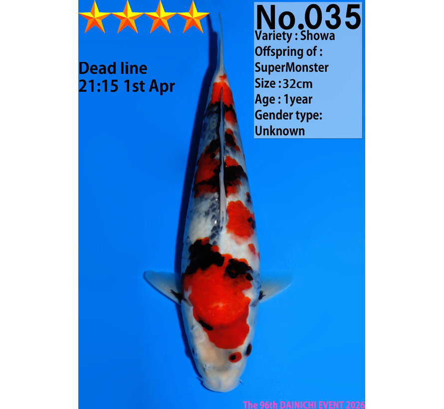 GERESERVEERD Dainichi Showa Jumbo Tosai  32cm Super Monster