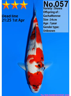 Dainichi Showa Jumbo Tosai  34cm GachaMonroe