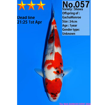 Dainichi Showa Jumbo Tosai  34cm GachaMonroe