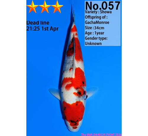 Dainichi Showa Jumbo Tosai  34cm GachaMonroe