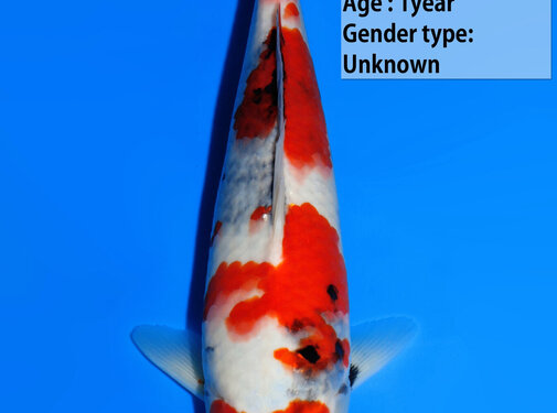 Dainichi Showa Jumbo Tosai  34cm GachaMonroe