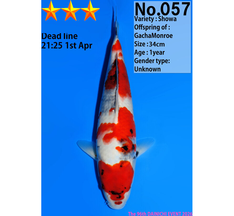 Dainichi Showa Jumbo Tosai  34cm GachaMonroe