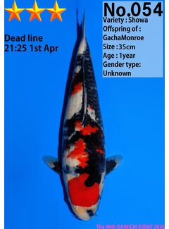 Dainichi Showa Jumbo Tosai  35cm GachaMonroe