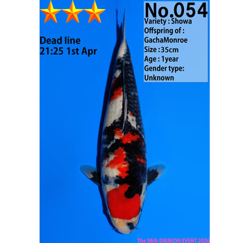 Dainichi Showa Jumbo Tosai  35cm GachaMonroe