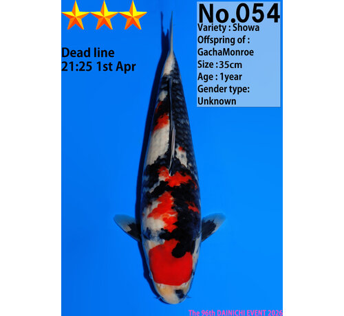 Dainichi Showa Jumbo Tosai  35cm GachaMonroe