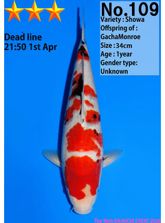 Dainichi Showa Jumbo Tosai  34cm NR 2 GachaMonroe