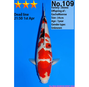 Dainichi Showa Jumbo Tosai  34cm NR 2 GachaMonroe