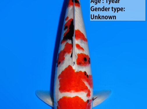 Dainichi Showa Jumbo Tosai  34cm NR 2 GachaMonroe