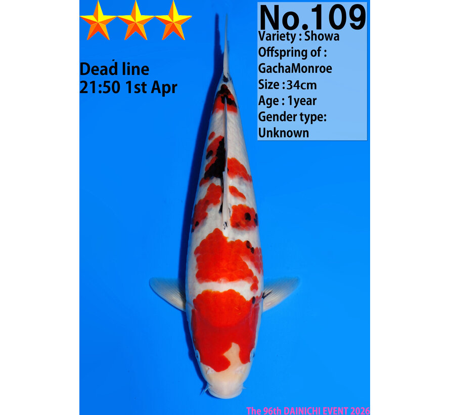 Dainichi Showa Jumbo Tosai  34cm NR 2 GachaMonroe