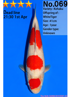 Dainichi Kohaku Jumbo Tosai  41cm White Tiger