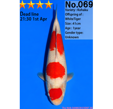 Dainichi Kohaku Jumbo Tosai  41cm White Tiger