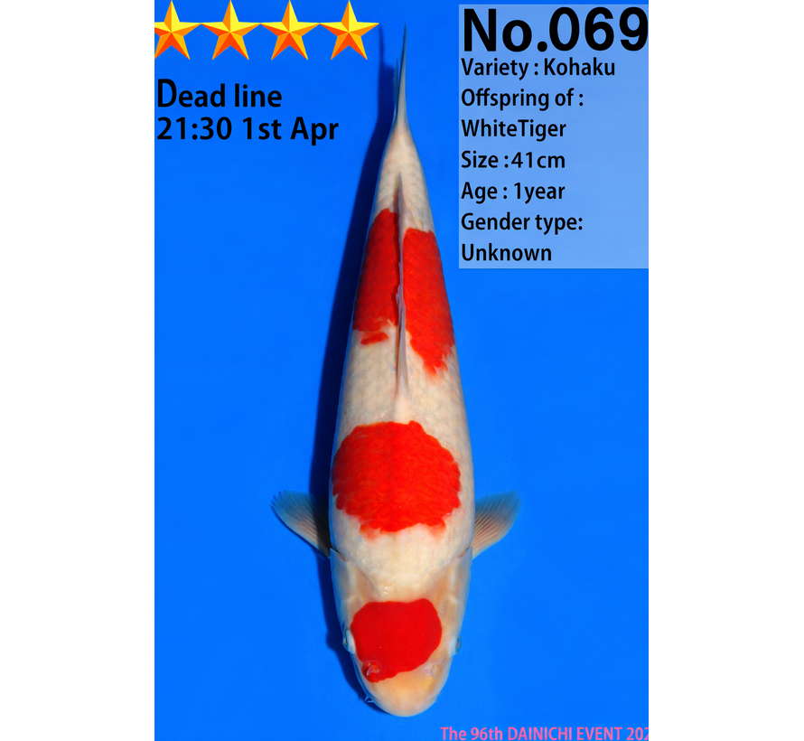 Dainichi Kohaku Jumbo Tosai  41cm White Tiger