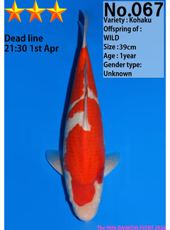 Dainichi Kohaku Jumbo Tosai  39cm Wild