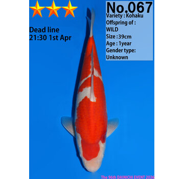 Dainichi Kohaku Jumbo Tosai  39cm Wild