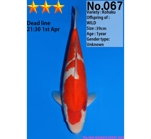 Dainichi Kohaku Jumbo Tosai  39cm Wild