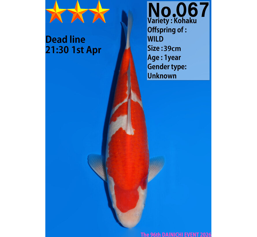 Dainichi Kohaku Jumbo Tosai  39cm Wild