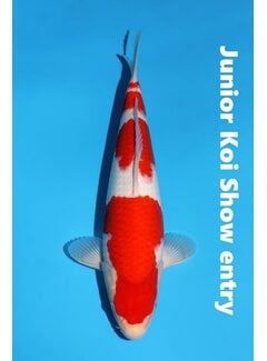 verkocht Momotaro Kohaku No. 147 – 36 cm – Junior Koi Show Entry !