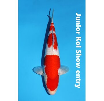 verkochtMomotaro Kohaku No. 147 – 36 cm – Junior Koi Show Entry !
