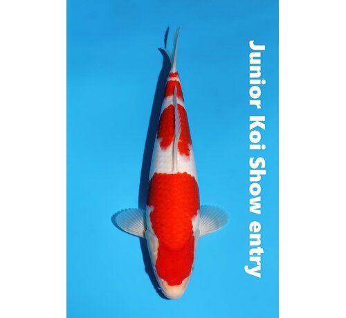 verkocht Momotaro Kohaku No. 147 – 36 cm – Junior Koi Show Entry !
