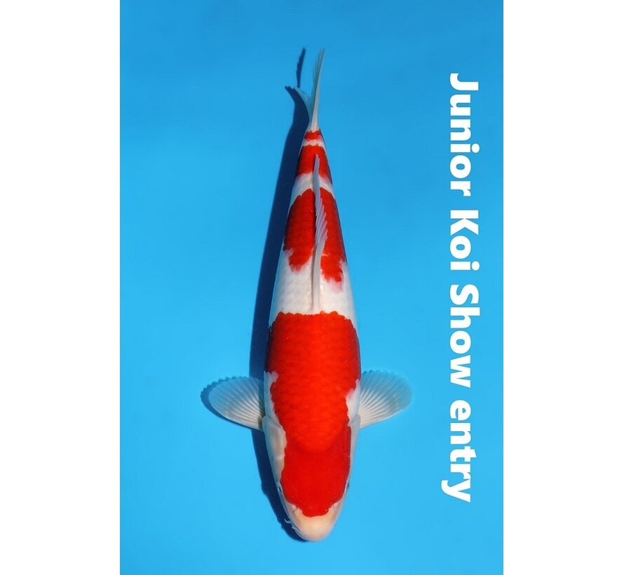 verkocht Momotaro Kohaku No. 147 – 36 cm – Junior Koi Show Entry !