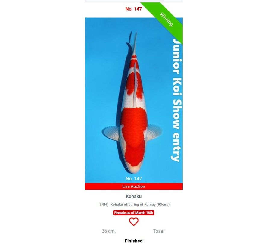 verkocht Momotaro Kohaku No. 147 – 36 cm – Junior Koi Show Entry !