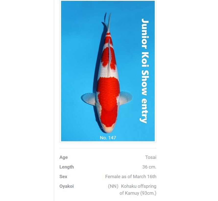 Momotaro Kohaku No. 147 – 36 cm – Junior Koi Show Entry !