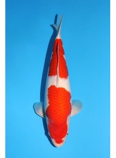 Momotaro Kohaku No. 162  | 43 cm |