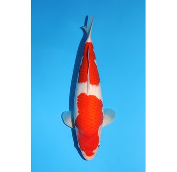 Momotaro Kohaku No. 162  | 43 cm |