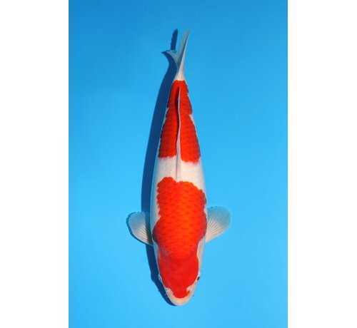 Momotaro Kohaku No. 162  | 43 cm |